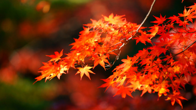 秋の風情1_1