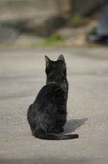 幸せを運ぶ動物…♪1