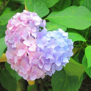 6月のお花といえば・・・1